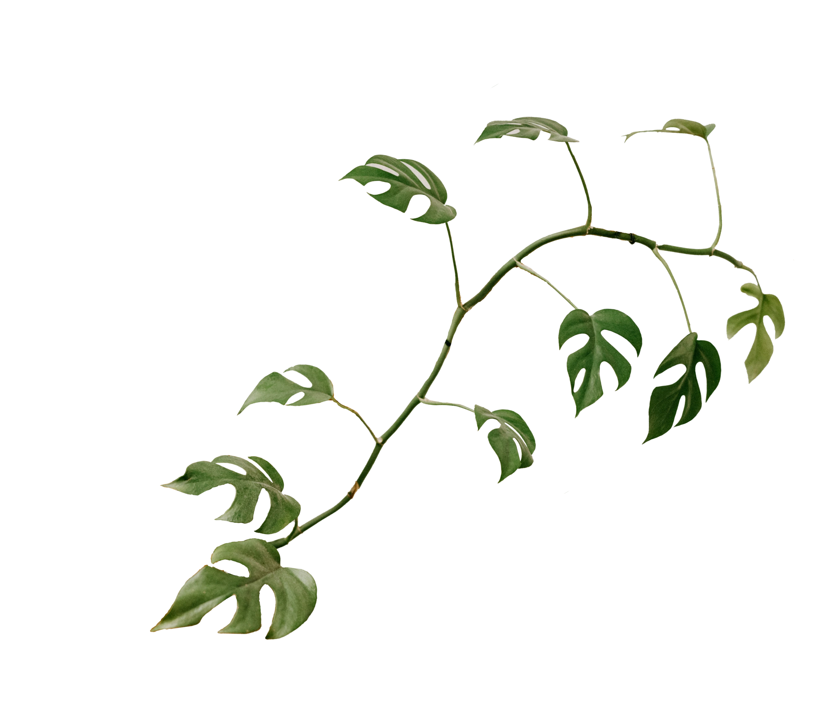 plantas