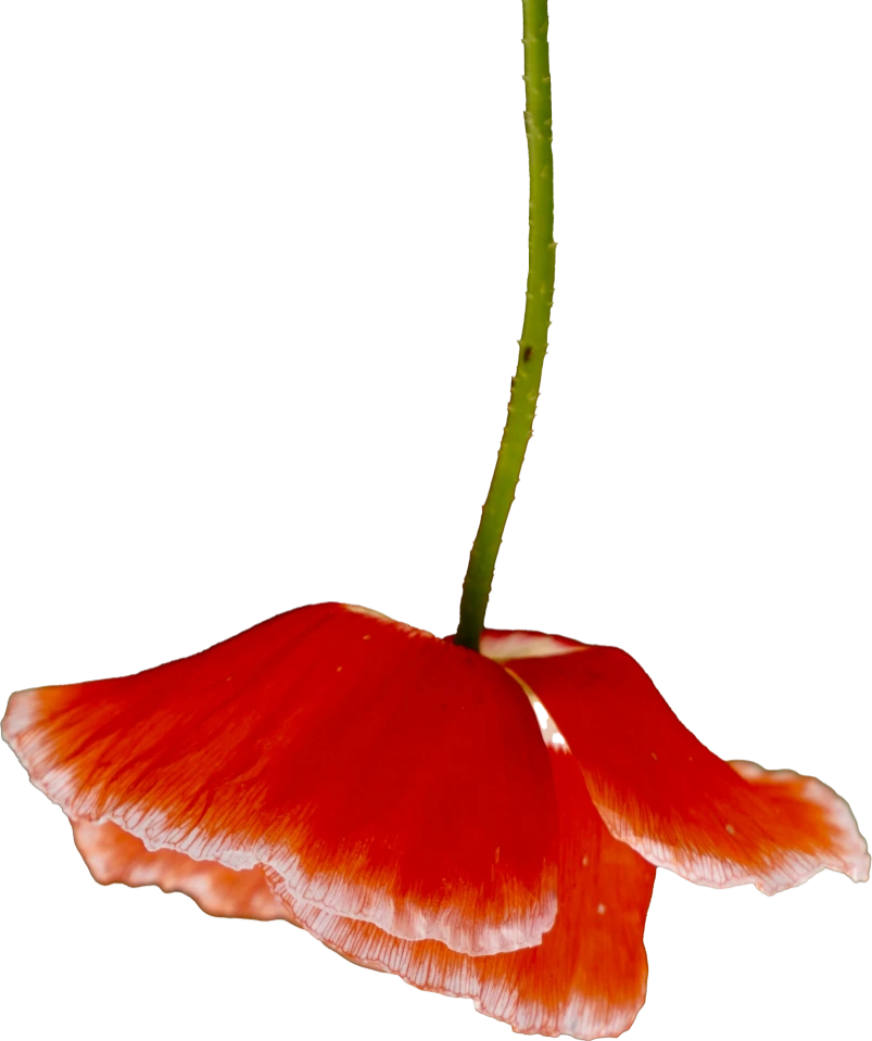 plantas