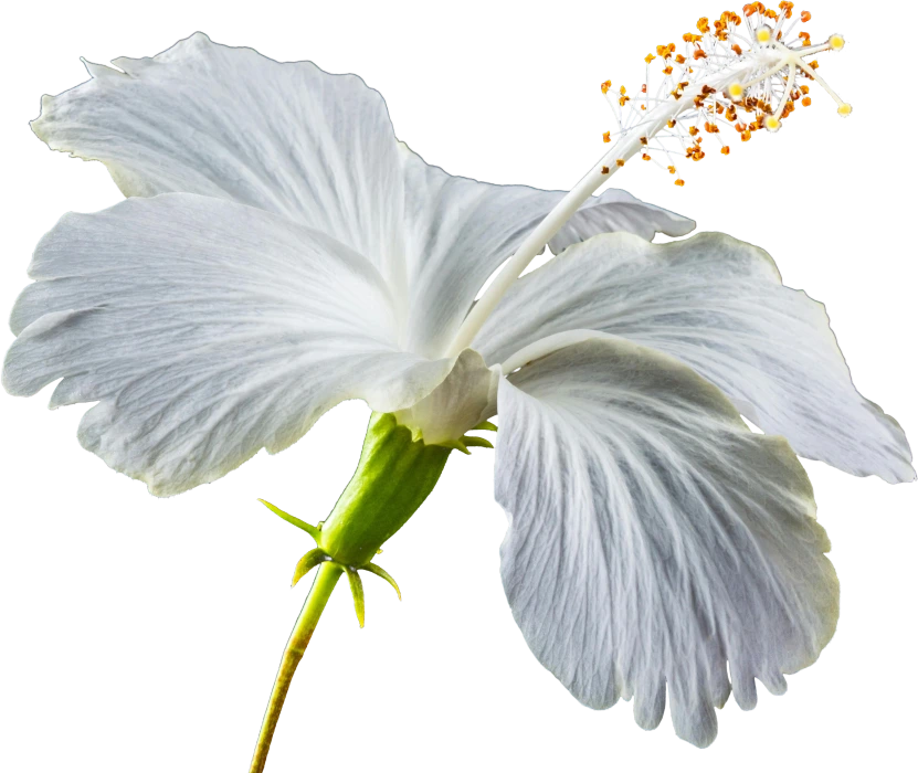 plantas