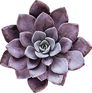 plantas