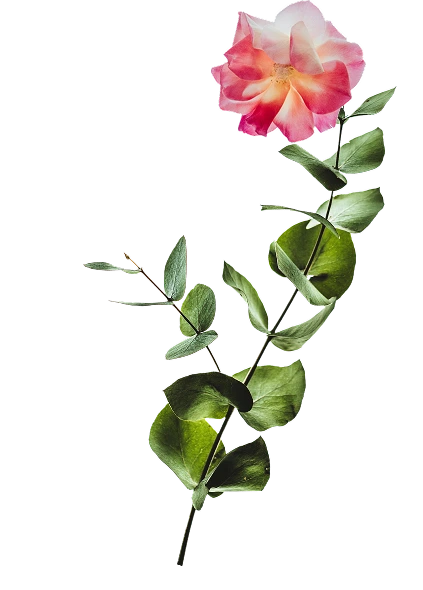 plantas